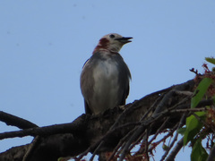 Agropsar philippensis