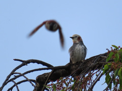 Agropsar philippensis