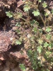 Phacelia rotundifolia