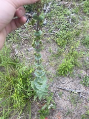 Penstemon murrayanus