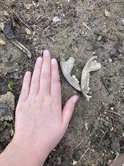 Didelphis virginiana