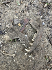 Didelphis virginiana