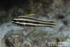 Nine-Banded Cardinalfish photo 2