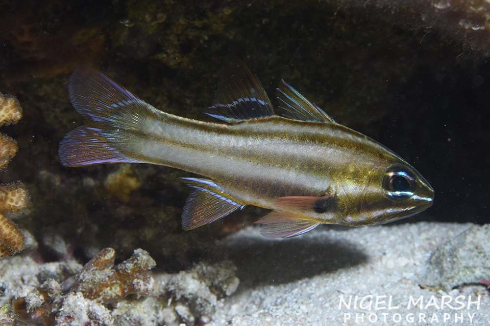 Nine-Banded Cardinalfish