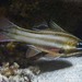 Sevenstripe Cardinalfish - Photo (c) Nigel Marsh, some rights reserved (CC BY-NC), uploaded by Nigel Marsh