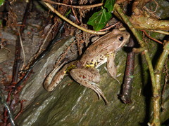 Pelophylax lessonae
