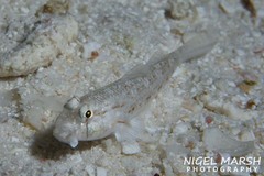 Gnatholepis anjerensis