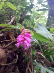 Isochilus carnosiflorus