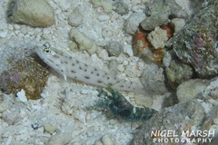 Ctenogobiops feroculus