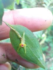 Lepanthes acuminata