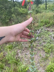 Penstemon murrayanus