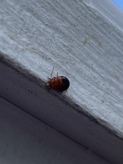 Prionocyphon discoideus