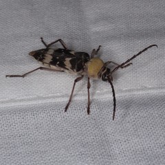 Megacyllene antennata