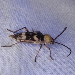 Megacyllene antennata