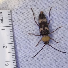 Megacyllene antennata