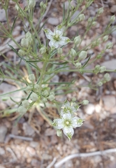 Frasera albomarginata