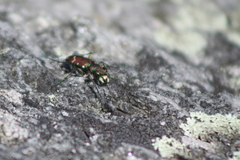 Cicindela limbalis