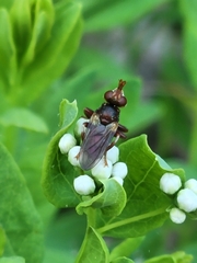 Myopa clausa
