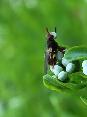 Myopa clausa