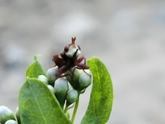 Myopa clausa
