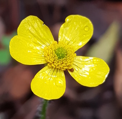 Ranunculus petiolaris
