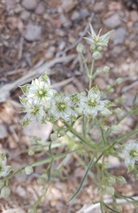 Frasera albomarginata