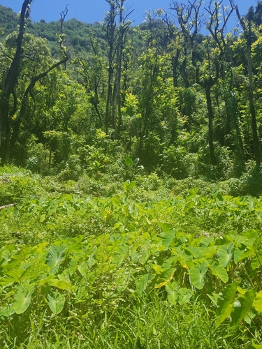 Colocasia esculenta observed 2018-06-18