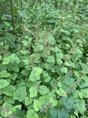 Tolmiea menziesii