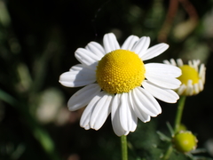 Matricaria chamomilla