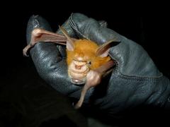 Macronycteris vittatus