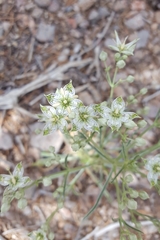 Frasera albomarginata