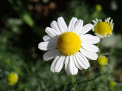 Matricaria chamomilla