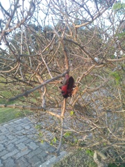 Coraliomela quadrimaculata