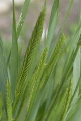 Agropyron cristatum