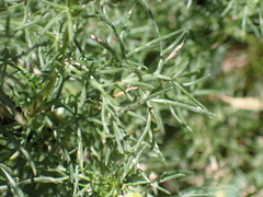 Matricaria chamomilla