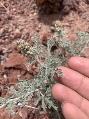 Sphaeralcea grossulariifolia