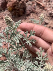 Sphaeralcea grossulariifolia