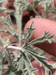 Sphaeralcea grossulariifolia