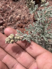 Sphaeralcea grossulariifolia
