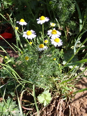 Matricaria chamomilla