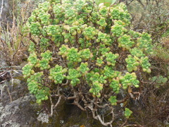 Aeonium lindleyi image