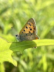 Lycaena phlaeas daimio