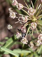 Lygaeus kalmii