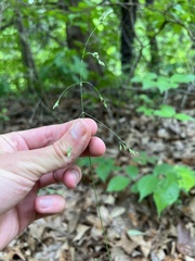 Poa wolfii