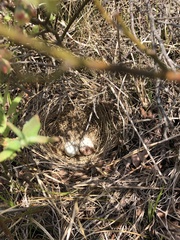 Pipilo erythrophthalmus