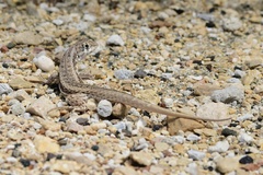 Leiocephalus raviceps