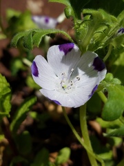 Nemophila maculata
