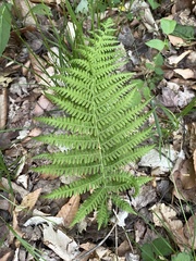 Deparia acrostichoides