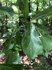 Quercus arkansana