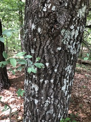 Quercus arkansana